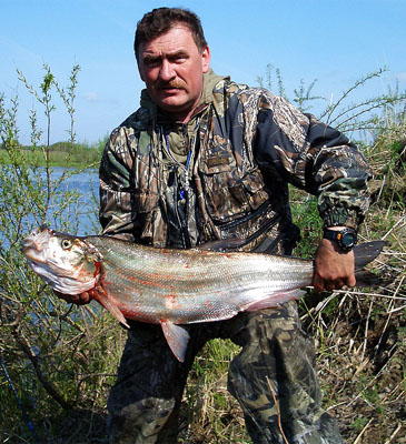 918_Predatory Carp_Chanodichthys erythropterus.jpg 918_Predatory Carp_Chanodichthys erythropterus.jpg